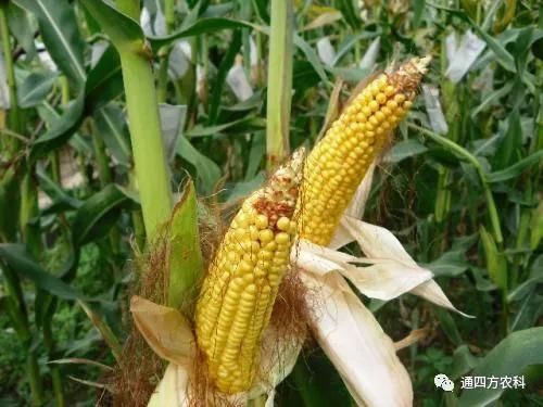 ���׶d���c�՗U��ԭ����