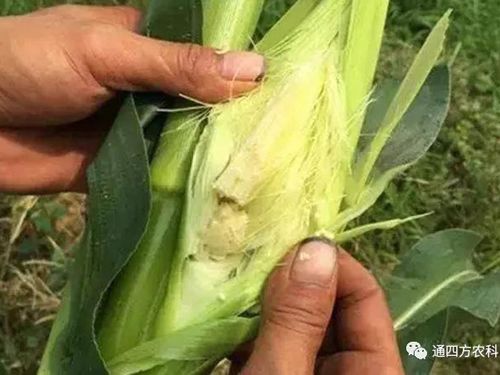 ���׶d���c�՗U��ԭ����