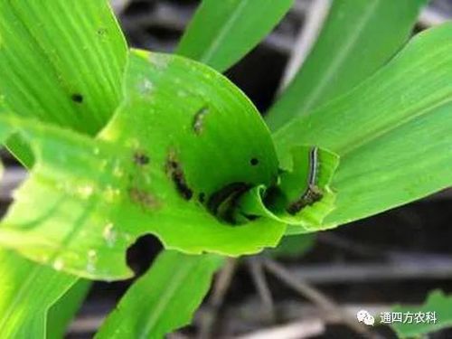 ���הQ����ô�k����ץ�o��Q��Ӱ푮a(ch��n)��!!!